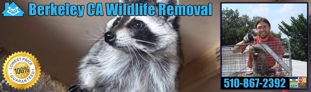 Berkeley Wildlife and Animal Removal